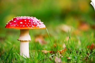 A red mushroom in the grass, Northumberland, England