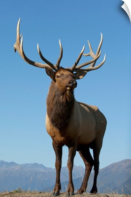 A Rocky Mountain Bull Elk Bugling During The Autumn Rut, Southcentral Alaska