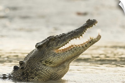 A Saltwater Crocodile Opens Its Jaws As It Erupts Out Of The Hunter River, Australia