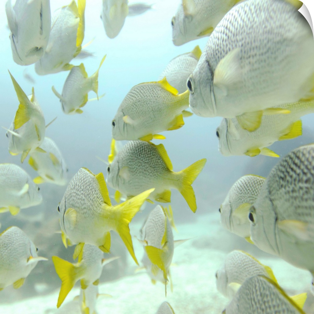 A School Of Yellow-Tailed Grunt Fish  Swimming Underwater; Galapagos, Equador