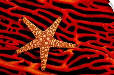 A Seastar (Fromia Sp.) On A Red Fan Of Gorgonian Coral, Fiji