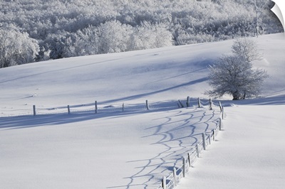 A Snowy Field