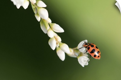 A Spotted Ladybeetle Pollinating Common Knotweed, Great Meadows National Wildlife Refuge