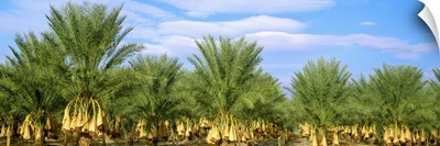 A stand of date palm trees