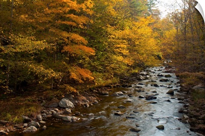 A stream flowing through an autumn-hued forest in the Great Smoky Mountains.; Great Smoky Mountains National Park, North Carolina.