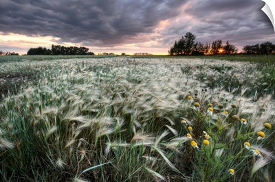 A Sunrise With Storm Clouds Over A Field Of Foxtails, Central Alberta, Canada