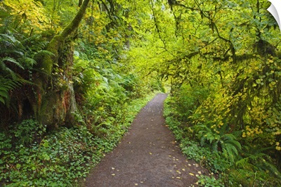 A Trail In Silver Falls State Park; Oregon, United States Of America