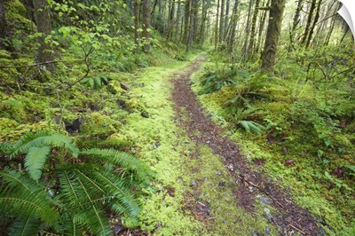 A Trail Leading Through The Forest