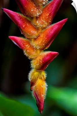 A unique tropical plant with fuzzy red and orange blossoms; Hawaii