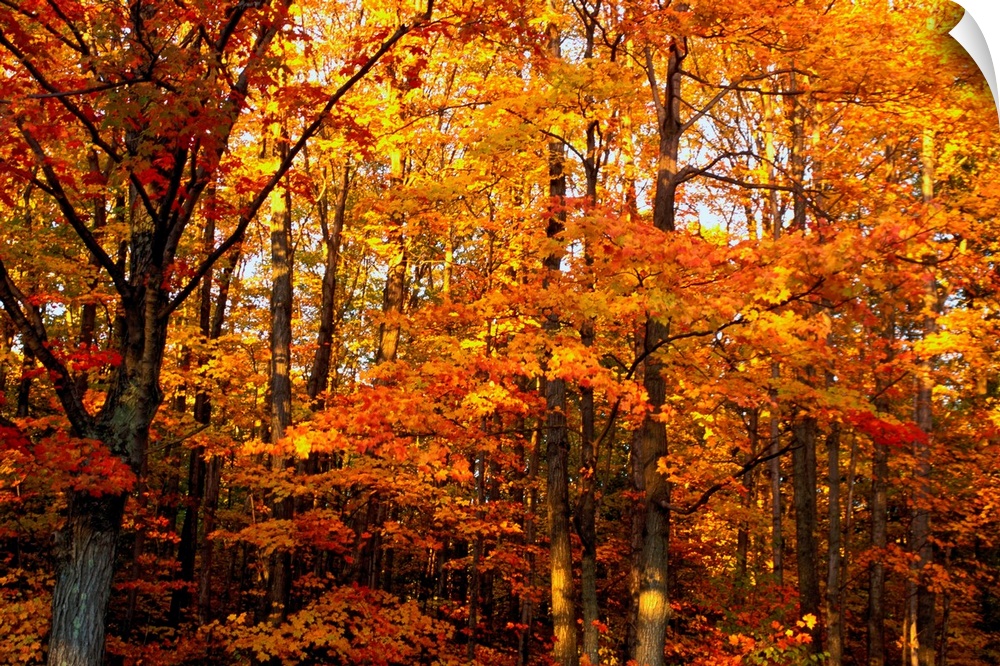 Photograph of trees in the woods covered in autumn foliage.  The sky is barely visible through the densely packed trees.