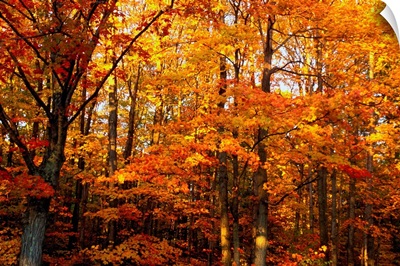 A Vibrant Forest In The Fall