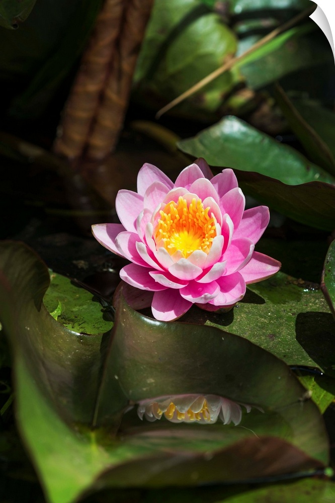 A water lily blooms in springtime. Astoria, Oregon, United States of America.