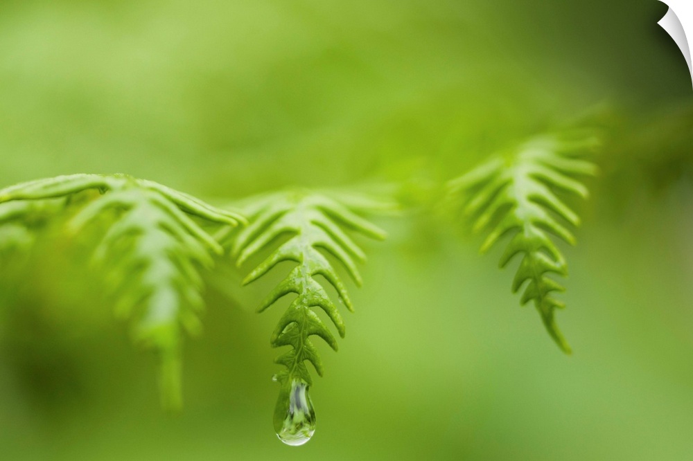 A waterdrop hangs on the edge of a fern frond. Manzanita, Oregon, United States of America.