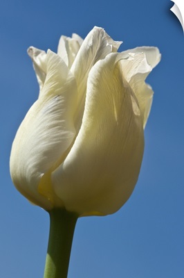 A White Tulip Against A Blue Sky; Northumberland, England