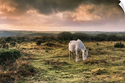 A Wild Bodmin Pony Grazing On Goonzion Downs On Bodmin Moor In Cornwall