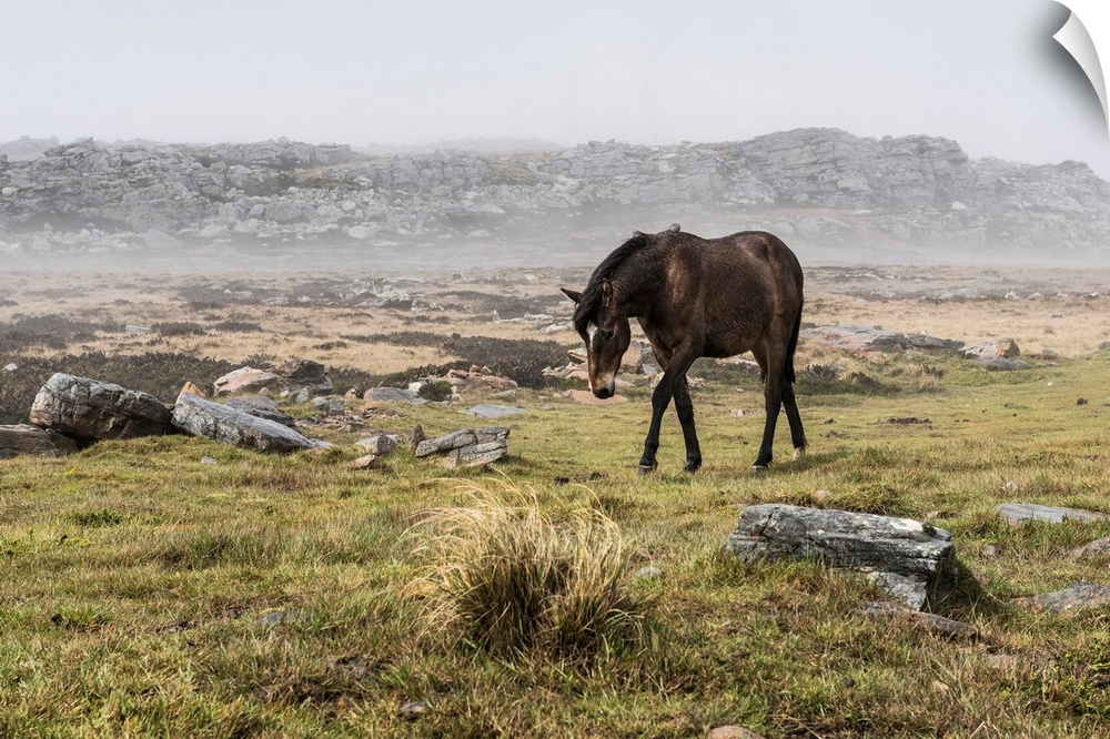 A wild brown horse walking in a foggy field.