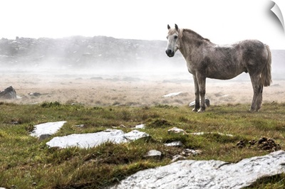 A wild, white horse standing in a foggy field
