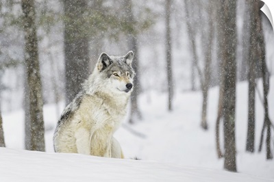 A Wolf Sitting In A Snowfall In A Forest