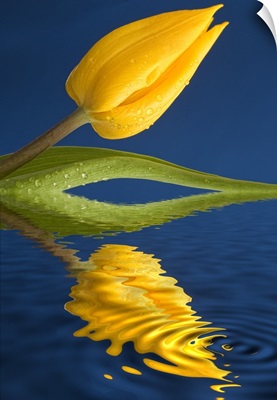 A Yellow Flower Reflected In Water