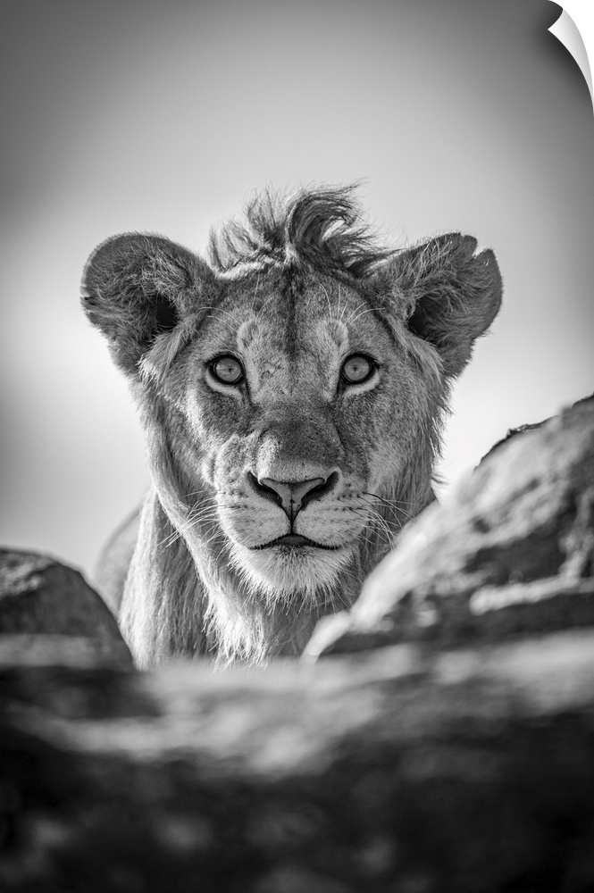 A young male lion (Panthera leo) pokes his head above a rocky ledge under a blue sky. He has a short mane and is staring s...