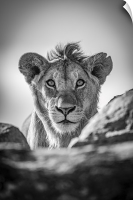 A Young Male Lion Pokes His Head Above A Rocky Ledge, Serengeti National Park, Tanzania