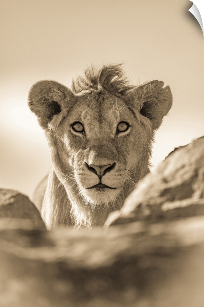A young male lion (Panthera leo) pokes his head above a rocky ledge. He has a short mane and is staring straight at the ca...