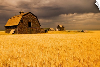 Abandoned Farm, Wind-Blown Durum Wheat Field, Saskatchewan, Canada