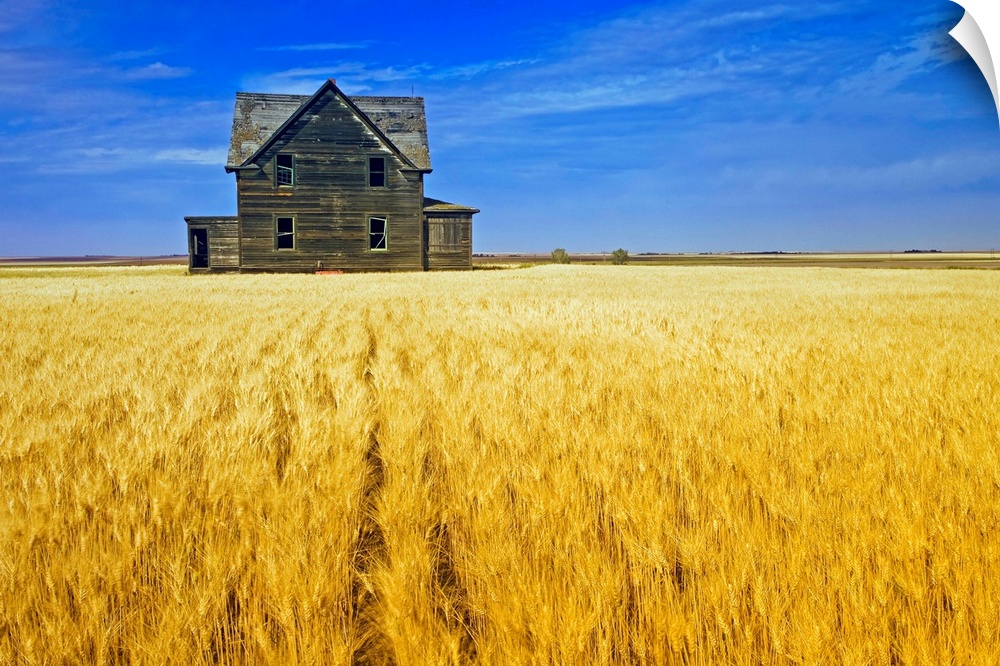 Abandoned Farmhouse In Wheat Field, Saskatchewan, Canada