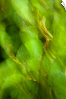 Abstract of a young Alder tree, Shoup Bay State Marine Park, Prince William Sound