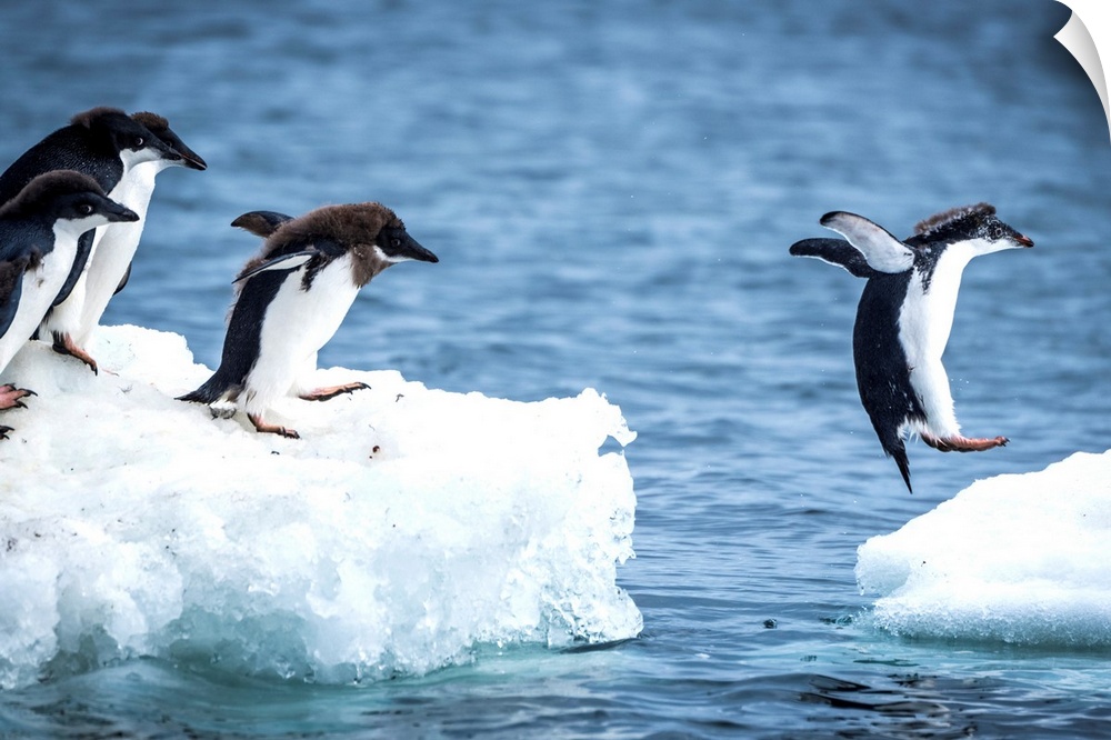 Adelie penguins (Pygoscelis adeliae) diving between two ice floes; Antarctica