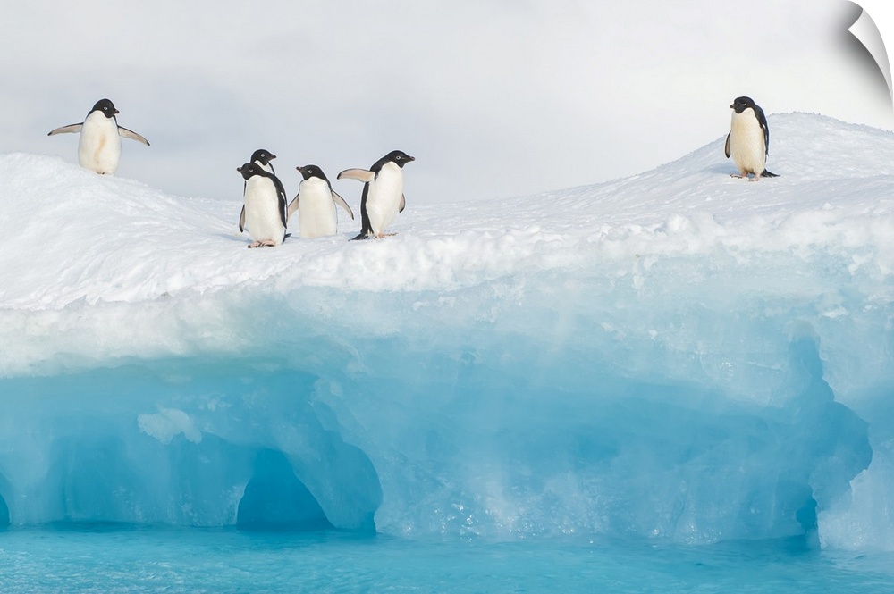 Adelie penguins stand on an iceberg.