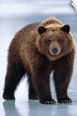Adolescent Brown Bear Standing On Frozen Pond, Alaska Wildlife Conservation Center