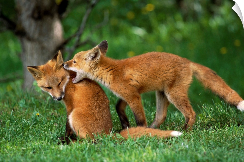 Adolescent Red Foxes Play Together, Anchorage, Alaska