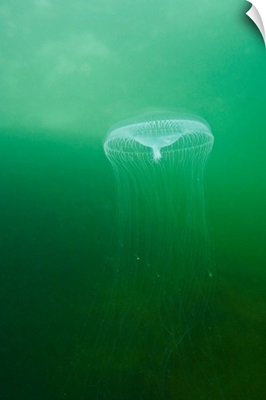 Aequoria Jellyfish