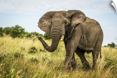 African Bush Elephant, Cottar's 1920s Safari Camp, Maasai Mara National Reserve, Kenya
