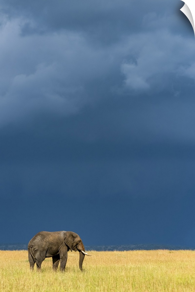 African bush elephant (Loxodonta africana) stands in grass beneath dark clouds, Serengeti National Park; Tanzania