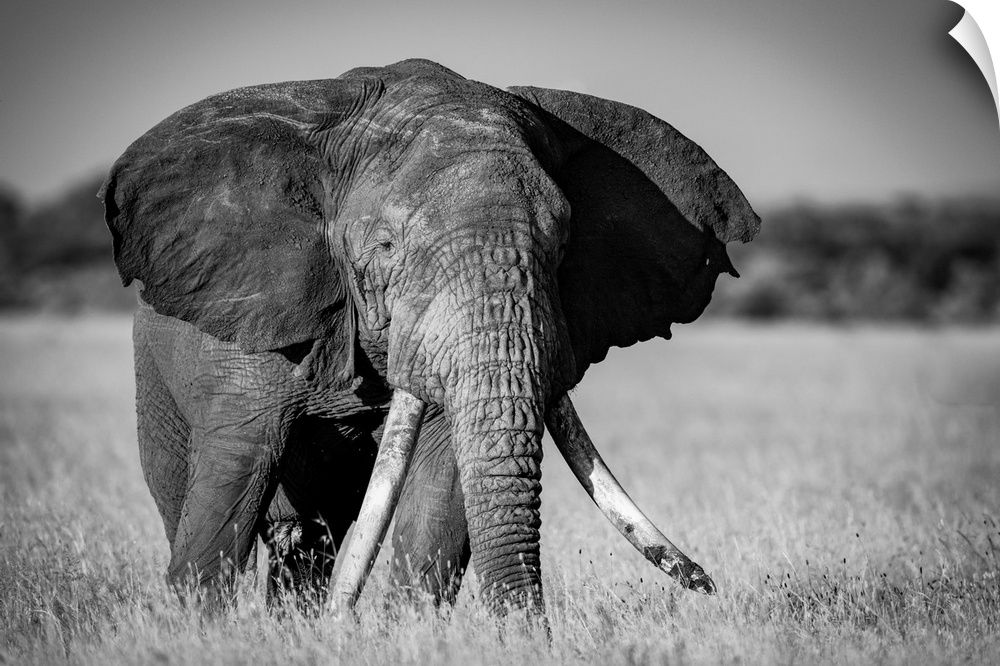 Monochrome of African bush elephant (loxodonta africana) standing in grass, Grumeti Serengeti tented camp, Serengeti natio...