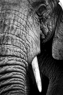African Elephant Showing Its Long Trunk, Left Eye And Tusk, Ngorongoro Crater, Tanzania