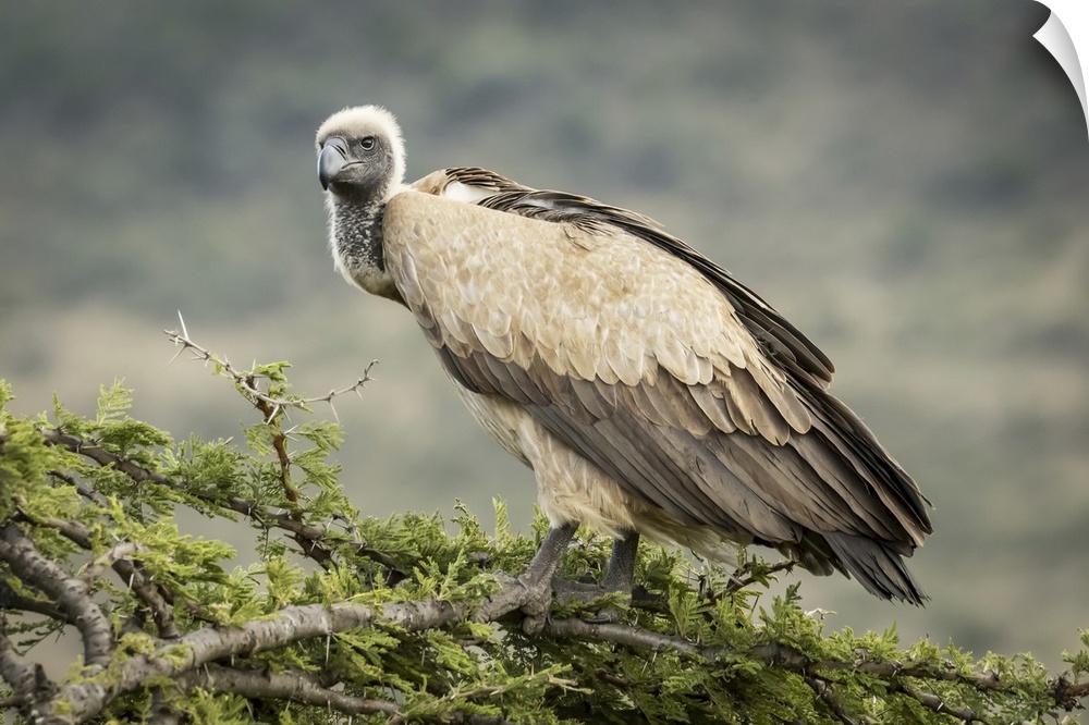 African white-backed vulture (gyps africanus) atop tree looking down, Serengeti, Tanzania.