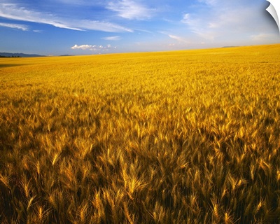 Agriculture, A large rolling field of mature, harvest ready wheat