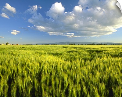 Agriculture, Maturing green wheat field in the late afternoon light