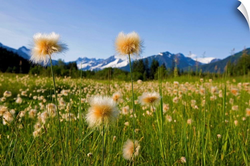 Alaska Cotton Grass in bloom in a meadow near Mendenhall Towers and Coast Mountains