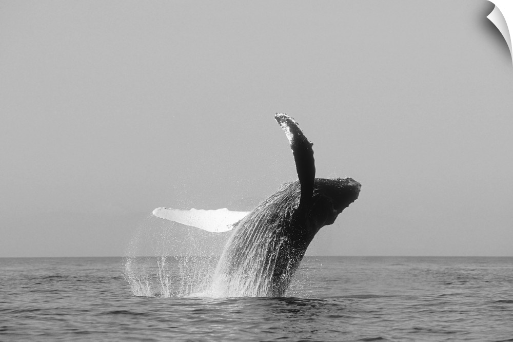 Alaska, Inside Passage, Humpback Whale Breaching, Black And White