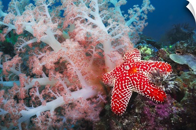 Alconarian coral, starfish, crinoids and a feather dust worm