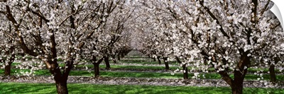 Almond orchard, looking down between rows of almond trees in full bloom