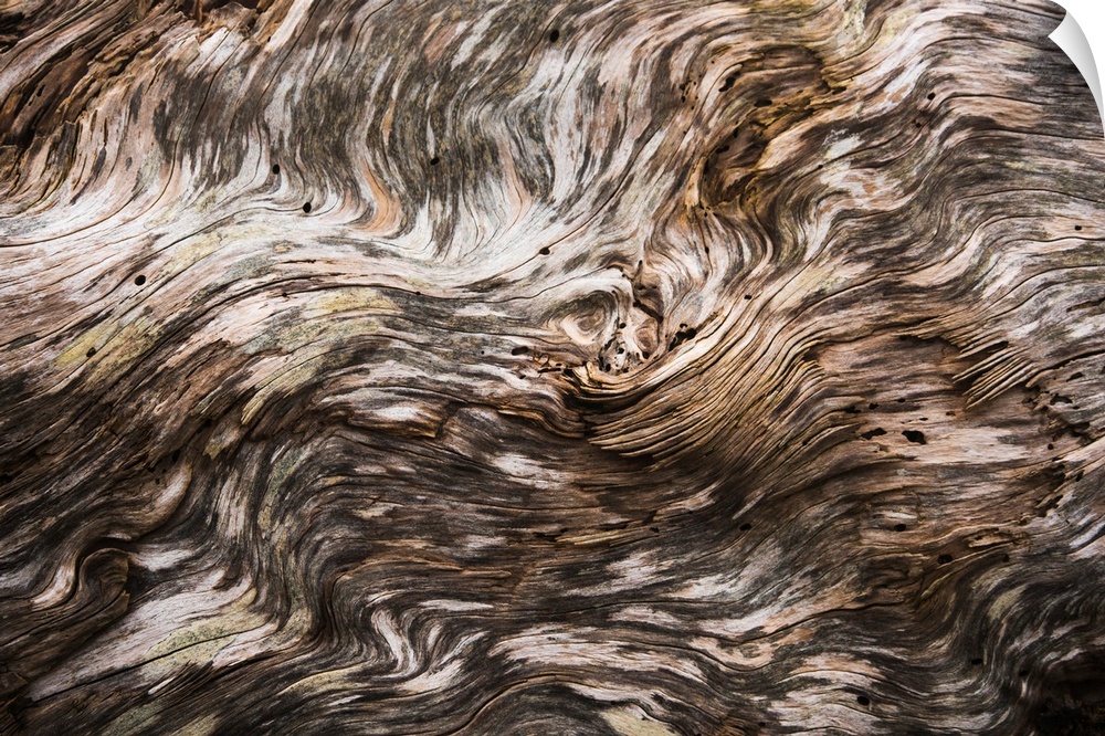 Amazing patterns on driftwood. Seaside, Oregon, United States of America.