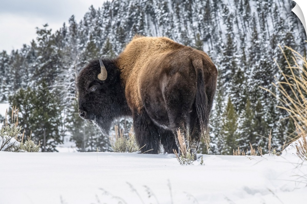 American Bison bull (Bison bison) standing in snow in Yellowstone National Park; Wyoming, United States of America.