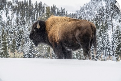 American Bison Bull Standing In Snow In Yellowstone National Park, Wyoming, USA