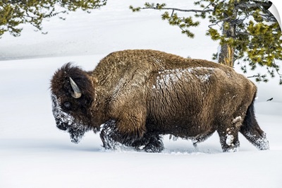American Bison In The Firehole River Valley, Yellowstone National Park, Wyoming