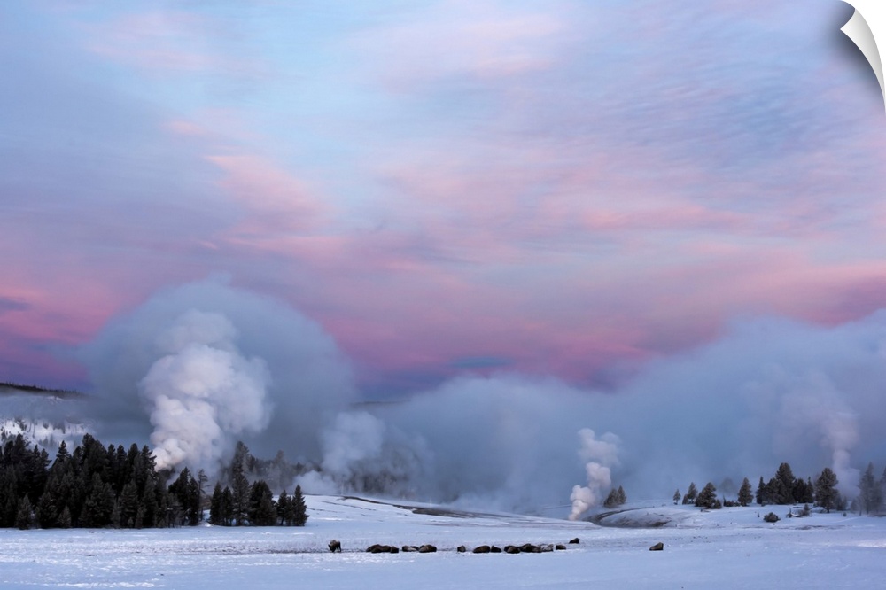 American Bison Next To Castle Geyser Erupting At Sunrise, Yellowstone National Park, Wyoming